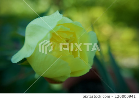 The herbal medicine "Standing Peony" is a birdzela variety and its flower language is "shyness" or "bashfulness." 120800941
