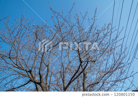Cherry blossom buds begin to swell Cherry blossom buds begin to swell 120801150