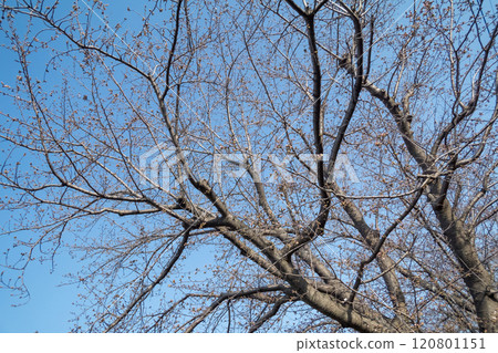 櫻花花蕾開始綻放 櫻花花蕾開始綻放 120801151