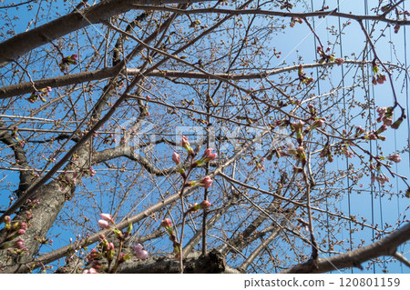櫻花花蕾開始綻放 120801159