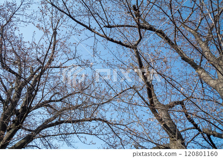 櫻花花蕾開始綻放 120801160