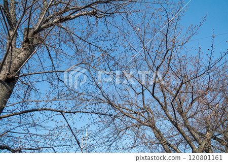 櫻花花蕾開始綻放 120801161