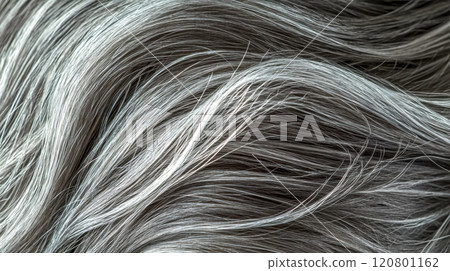 Close up of beautiful gray hair showing silver strands and natural shine 120801162