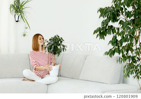 Ficus flower in the hands of a girl. Green leaves of a home plant. copy space. urban jungle Ficus flower in the hands of a girl. Green leaves of a home plant. copy space. urban jungle 120801909