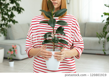 Ficus flower in the hands of a girl. Green leaves of a home plant. copy space. urban jungle 120801919