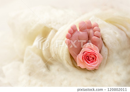 Feet of a newborn baby. Newborn girl. Fingers of a small child with a pink rose flower. The tenderness of a new life. Copy space 120802011