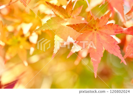 Beautiful maple leaves in autumn, close-up, pale, soft background 120802024
