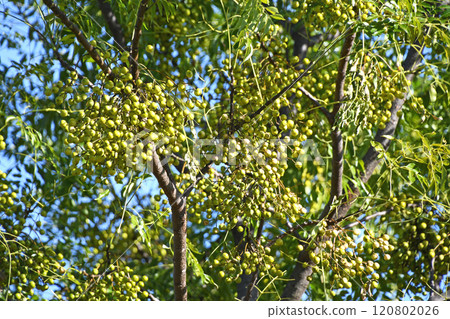 December, a China tree laden with pale green China pods 120802026
