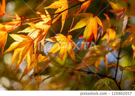 Momiji who changed leaves 120802057
