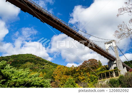 Togawa Park: Wind Suspension Bridge surrounded by autumn air (Hadano City, Kanagawa Prefecture) Togawa Park: Wind Suspension Bridge surrounded by autumn air (Hadano City, Kanagawa Prefecture) 120802092
