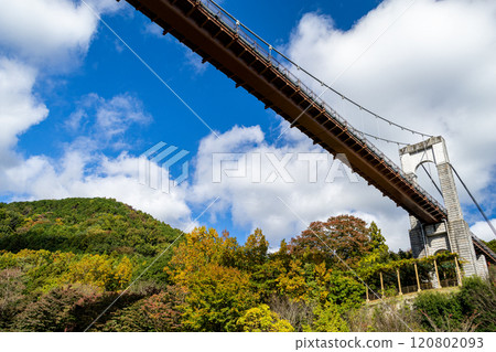 Togawa Park: Wind Suspension Bridge surrounded by autumn air (Hadano City, Kanagawa Prefecture) Togawa Park: Wind Suspension Bridge surrounded by autumn air (Hadano City, Kanagawa Prefecture) 120802093