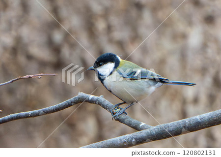 Tits fringing on branches 120802131