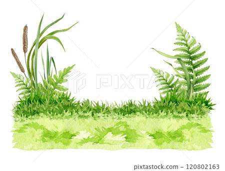 Green lush grass background watercolor illustration. Spring grass, countryside landscape, meadow, field, lawn element. Fresh herbs, natural plants, fern floral illustration on white background 120802163