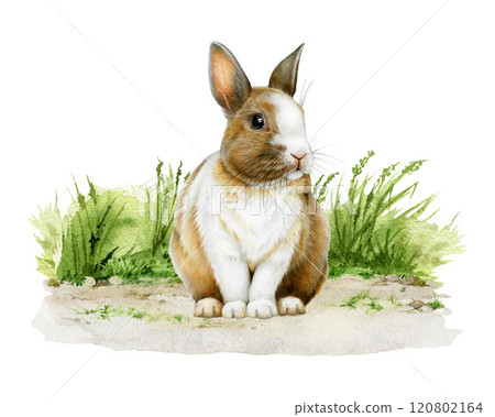 Cute little bunny siting on grassy ground painted illustration. Hand drawn rabbit vintage style image. Small bunny wildlife and domestic mammal sitting green grass background 120802164