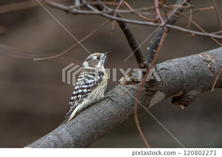 Kogera stopping on a branch Kogera stopping on a branch 120802271