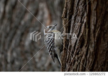 Kogera stopping in a tree 120802272