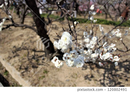 Plum Grove Walking Tour: 58 (Anpachi-cho, Anpachi-gun, Gifu Prefecture: Anpachi Hyaku Plum Garden) 120802491