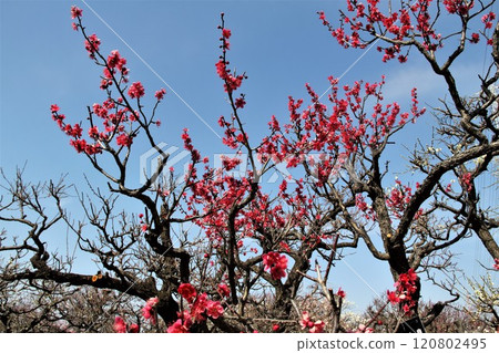 Plum Grove Walking Tour: 54 (Anpachi-cho, Anpachi-gun, Gifu Prefecture: Anpachi Hyaku Plum Garden) 120802495