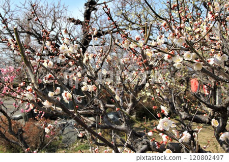 梅林漫步52(岐阜縣安八郡安八町安八梅園) 梅林漫步52(岐阜縣安八郡安八町安八梅園) 120802497