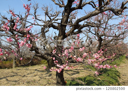 Plum Grove Walking Tour: 49 (Anpachi-cho, Anpachi-gun, Gifu Prefecture: Anpachi Hyaku Plum Garden) Plum Grove Walking Tour: 49 (Anpachi-cho, Anpachi-gun, Gifu Prefecture: Anpachi Hyaku Plum Garden) 120802500