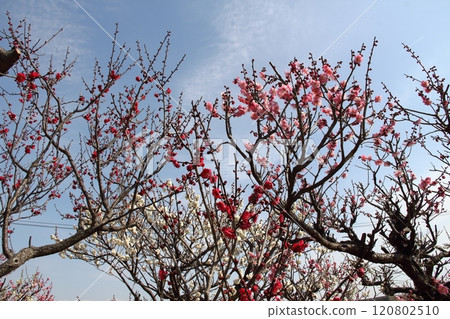 梅林漫步39（岐阜縣安八郡安八町安八梅園） 120802510
