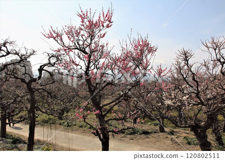 Plum Grove Walking Tour #38 (Anpachi-cho, Anpachi-gun, Gifu Prefecture: Anpachi Hyaku Plum Garden) 120802511