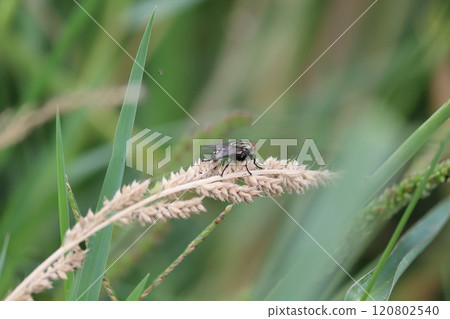 在草地上飛翔 120802540