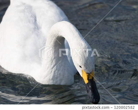 Swans swimming on the water 120802582