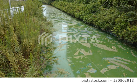 River with blue-green algae bloom 2 River with blue-green algae bloom 2 120802918