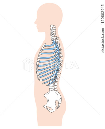 Structure of ribs and thoracic vertebrae Skeleton Side view Medical 120802945