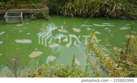 水面上漂浮著藍綠藻 120802998