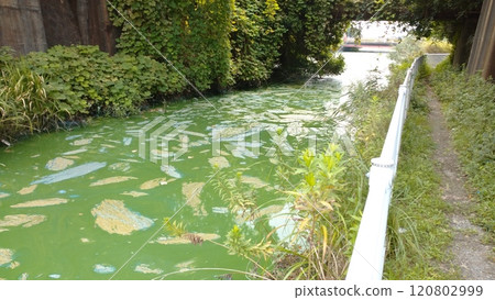 一條藍綠藻異常出現的河流 一條藍綠藻異常出現的河流 120802999