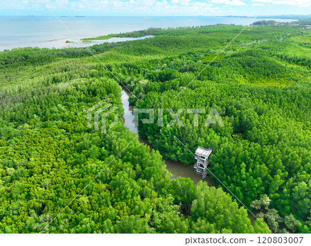 Aerial view green mangrove forest. Natural carbon sinks. Mangroves trees capture CO2. Blue carbon ecosystems. Mangroves absorb carbon dioxide emissions and mitigating global warming. Green ecosystem. 120803007