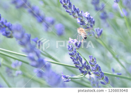 一隻蜜蜂在薰衣草田裡採集花蜜 120803048