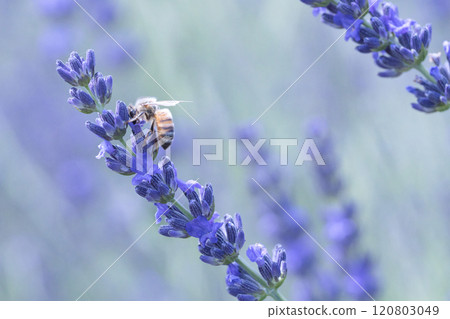 蜜蜂在薰衣草田裡飛翔 120803049