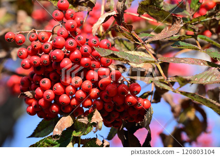 Nanakamado水果 120803104