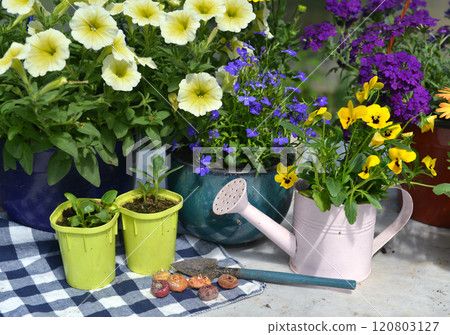 Still life with beautiful flowers, seedlings, tools and watering can on the table. Spring and summer botanical and farming background with gardening objects, vintage home garden and retro concept 120803127