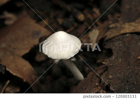 尖尖的白色小莧蘑菇(自然光+頻閃微距特寫) 尖尖的白色小莧蘑菇(自然光+頻閃微距特寫) 120803131