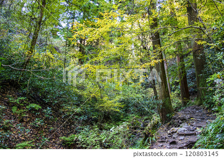 高尾琵琶瀧路線(國道6號線)登山路線 從大山橋到第一橋 11月下旬 高尾琵琶瀧路線(國道6號線)登山路線 從大山橋到第一橋 11月下旬 120803145