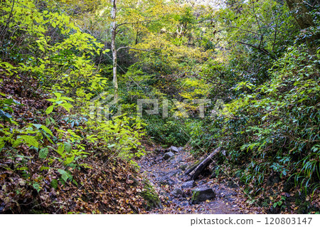 高尾山琵琶瀧路線(國道6號線) 登山路 踏腳石路 11月下旬 高尾山琵琶瀧路線(國道6號線) 登山路 踏腳石路 11月下旬 120803147