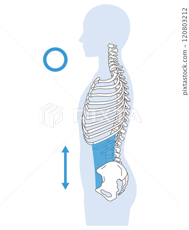 Rib gap, arched back, correct posture and arched back posture Rib gap, arched back, correct posture and arched back posture 120803212