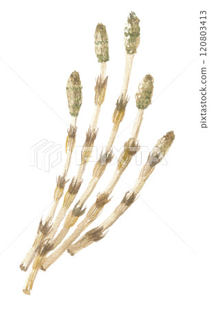 水彩黏土刷 120803413