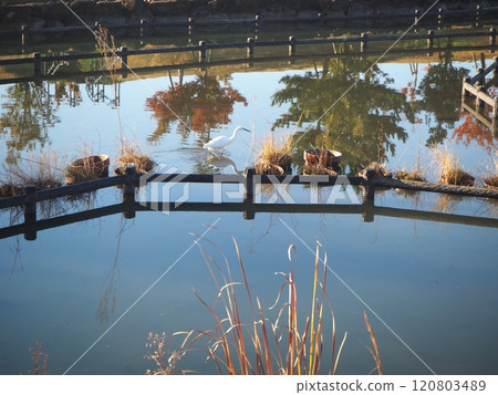 Moving Swan 120803489