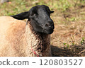 sheep  120803527