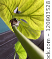 Tree frog 120803528