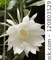 Tsukisa 120803529