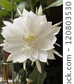Tsukisa 120803530