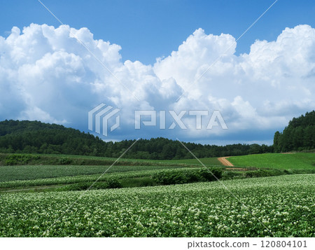 Summer clouds and potato field flowers 120804101