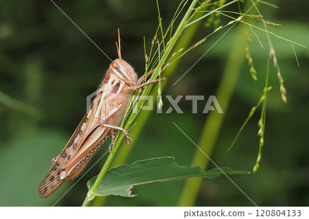 Patanga japonica Patanga japonica 120804133