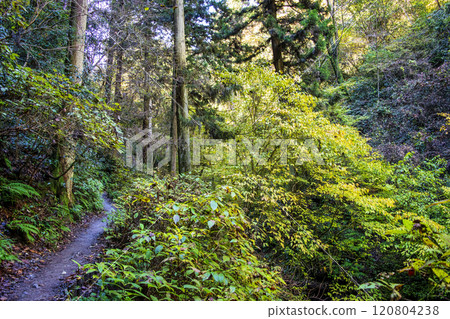 高尾琵琶瀧路線（國道6號線）至山路中途休息處 11月下旬 120804238